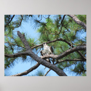 Poster Balbuzard pêcheur dans l'arbre des pins