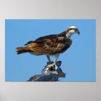 Balbuzard pêcheur, Floride