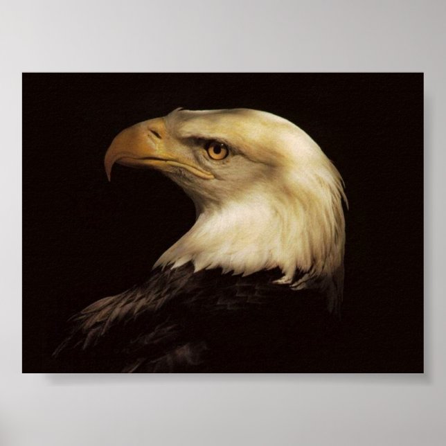 POSTER BALD EAGLE (Devant)
