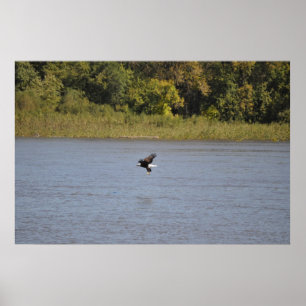 Poster Bald Eagle