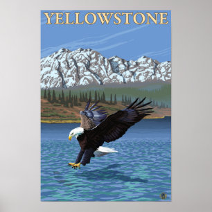 Poster Bald Eagle Diving - Parc national de Yellowstone
