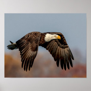 Poster Bald Eagle en vol