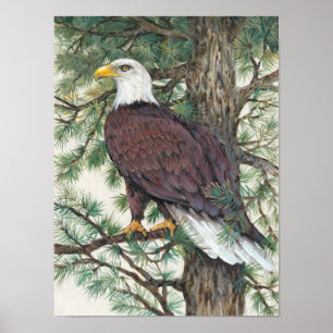 Poster Bald Eagle on Branch