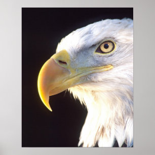Poster Bald Eagle Portrait, Haliaeetus leucocephalus,