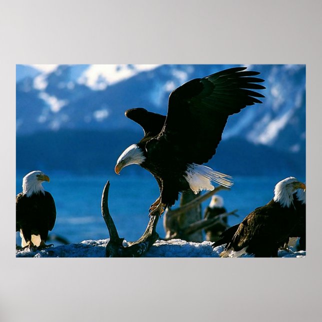 Poster Bald Eagle sur l'affiche du journal (Devant)
