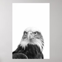 Bald Eagle Woodland Moderne Portrait noir blanc