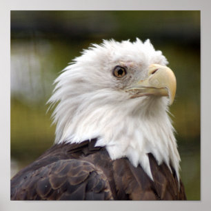 Poster baldeagle10x10