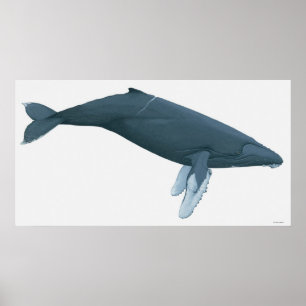 Poster Baleine à bosse