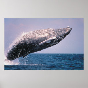 Poster Baleine à bosse