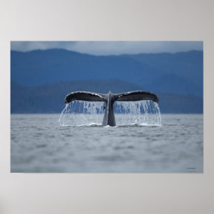 Poster Baleine à bosse 2