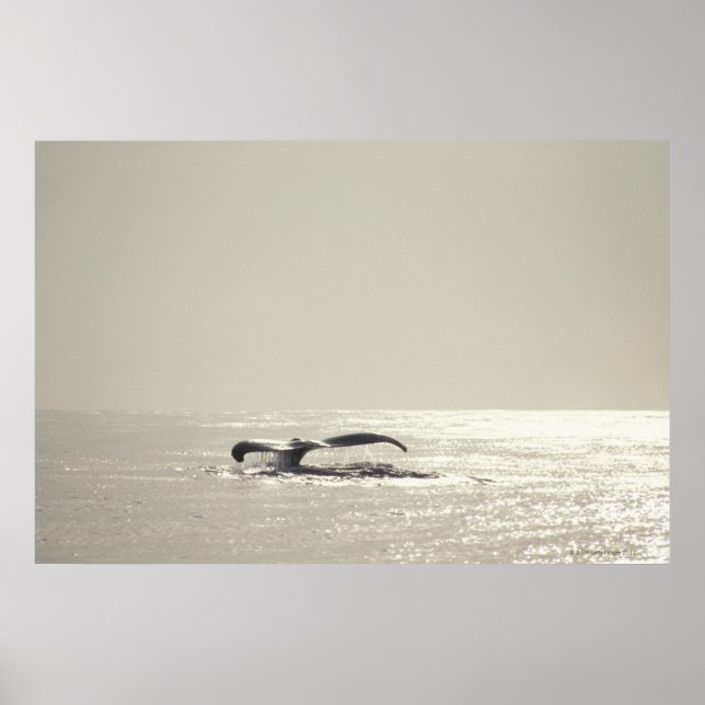 Poster Baleine à bosse, queue au-dessus de la surface de  (Devant)
