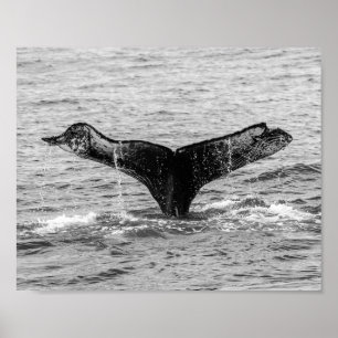 Poster Baleine à bosse - Splash - Photographie de la faun