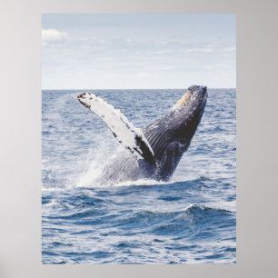 Poster Baleine à bosse violant les États-Unis