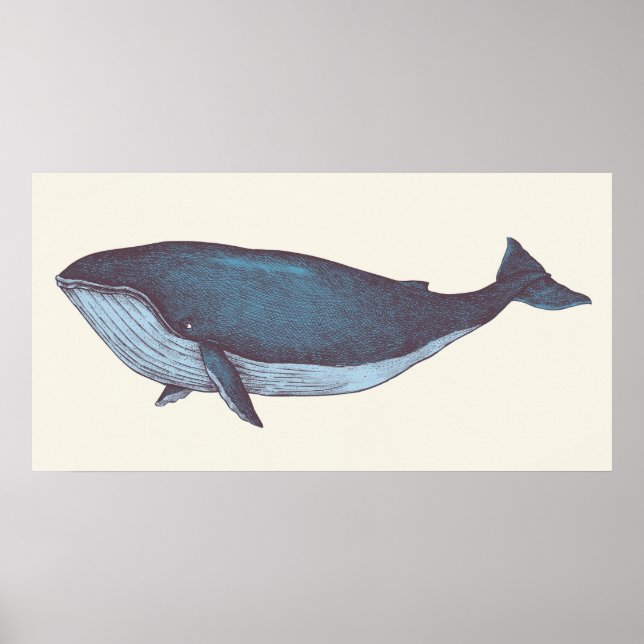 Poster Baleine bleue (Devant)