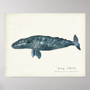 Poster Baleine gris aquarelle