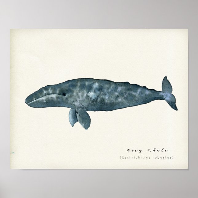 Poster Baleine gris aquarelle (Devant)