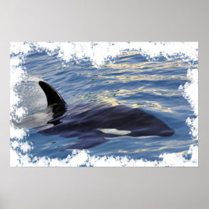 Poster Baleine tueuse nageant vite