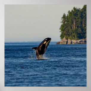 Poster Baleine tueuse qui atteint l'océan