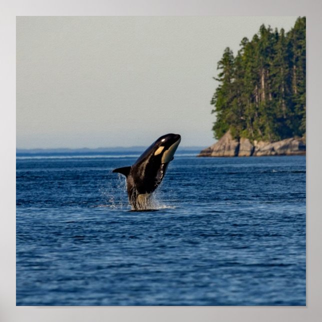 Poster Baleine tueuse qui atteint l'océan (Devant)