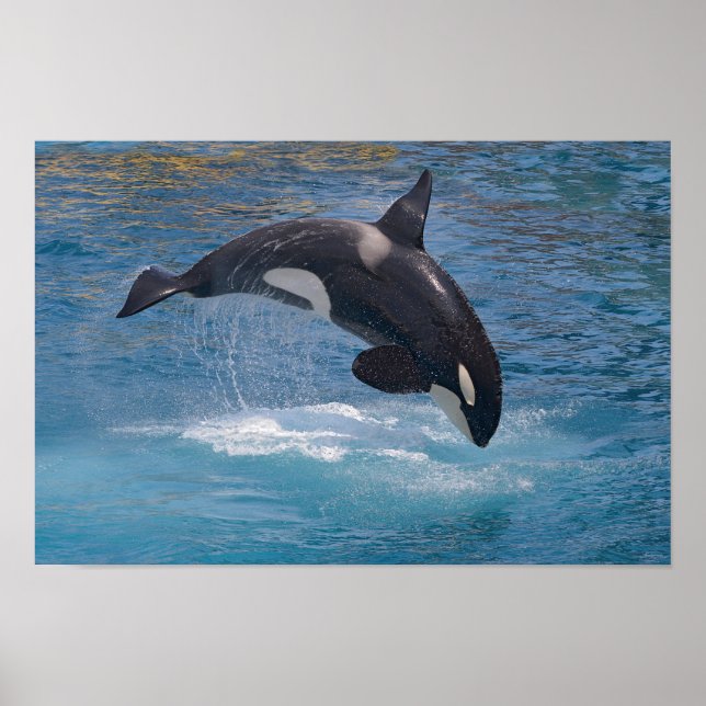 Poster Baleine tueuse sautant hors de l'eau (Devant)