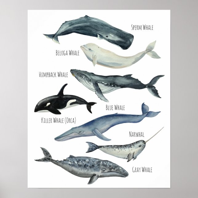 Poster Baleines (Devant)
