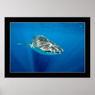 Poster Baleines #1