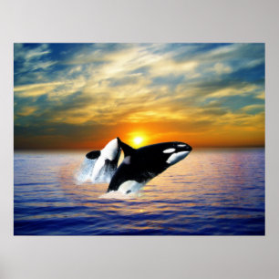 Poster Baleines au coucher du soleil