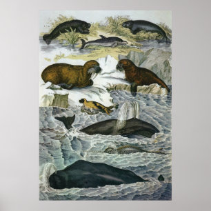 Poster Baleines, phoques et morses vintage, animaux marin
