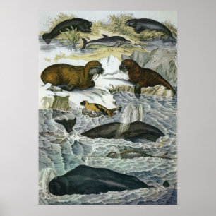 Poster Baleines, phoques et morses vintage, animaux marin