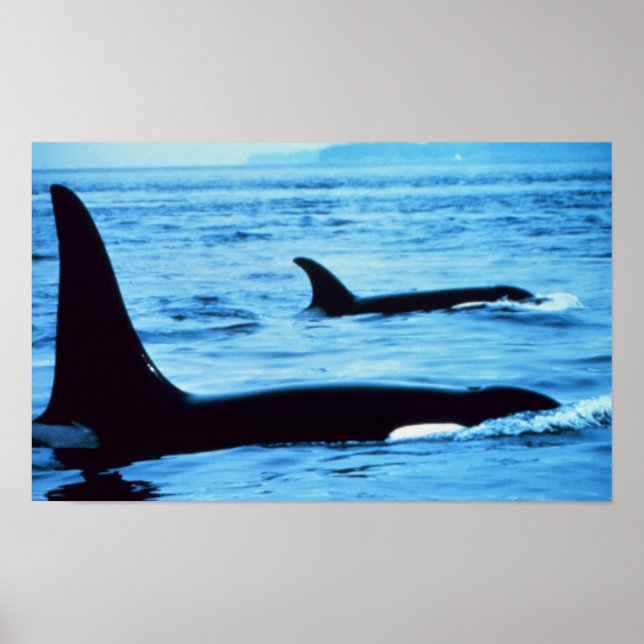 Poster Baleines tueuses (Devant)