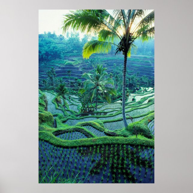 Poster Bali | Vue D'Ensemble Des Terrasses De Riz (Devant)