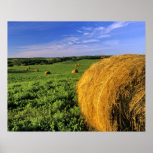 Poster Balles de foin près de Bottineau Dakota du Nord