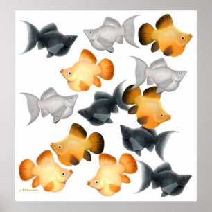 Poster Balloon Mollies Poissons tropicaux Imprimer