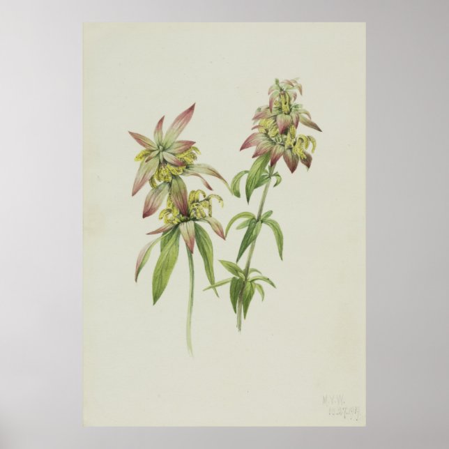 Poster Balme d'abeille tacheté (Monarda punctata) (Devant)