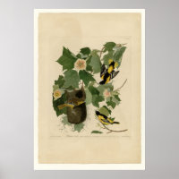 Baltimore Oriole