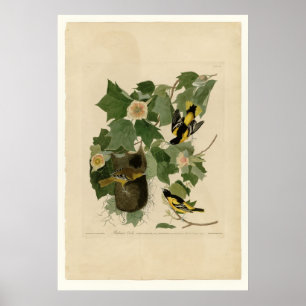 Poster Baltimore Oriole