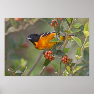 Poster Baltimore Oriole