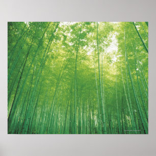 Poster Bamboo Forest 2