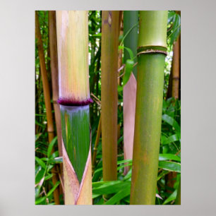 Poster Bambou