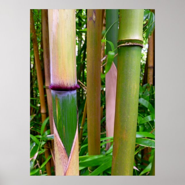 Poster Bambou (Devant)
