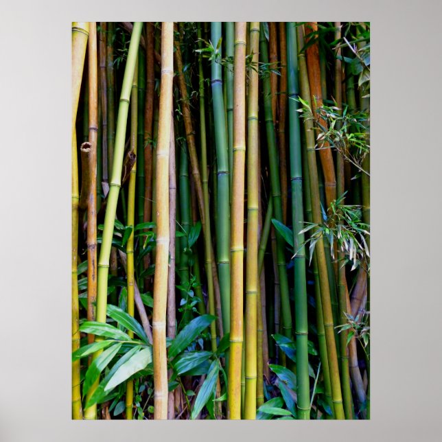 Poster Bambou hawaïen (Devant)
