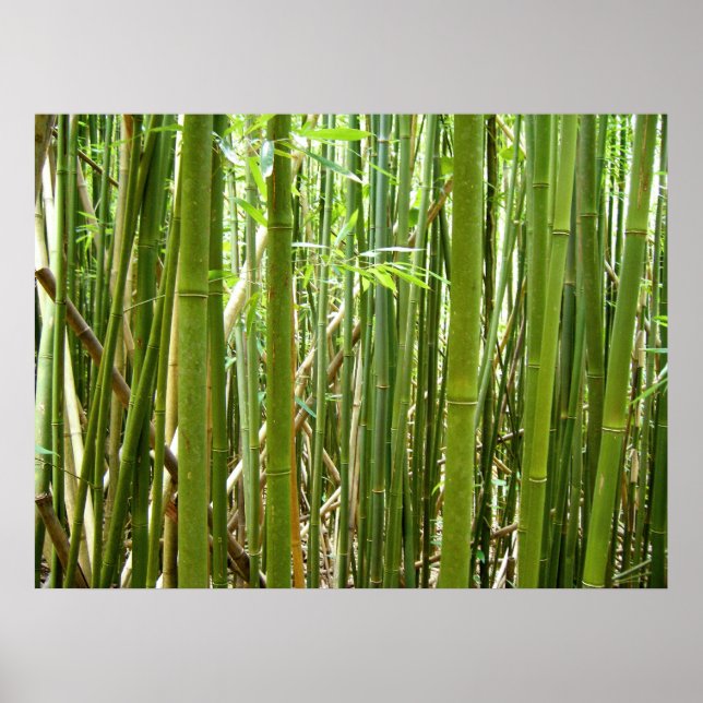 Poster Bambou hawaïen (Devant)