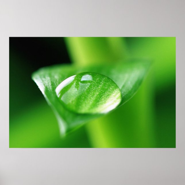 Poster Bambus Wassertropfen (Devant)