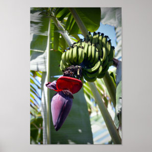 Poster Banana Bunch and Flower Stalk