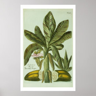 Poster Banana, de Phytanthoza Iconographi de J. Weinmann