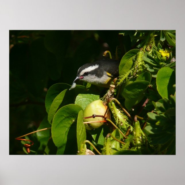 Poster Bananaquit Bird Mange Photographie tropicale (Devant)