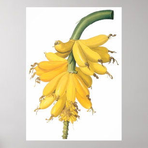 Poster Banane