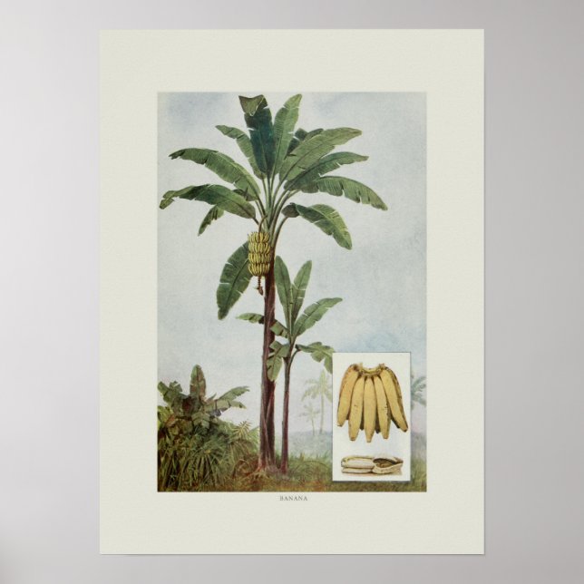 Poster Banane (Devant)