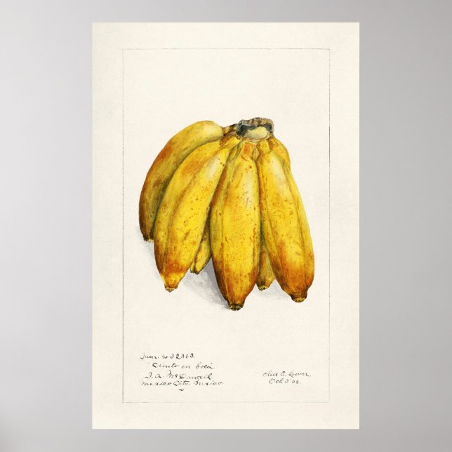 Poster Banane (Devant)