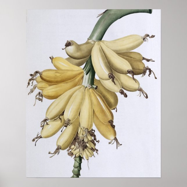 Poster Banane, 1816 (Devant)